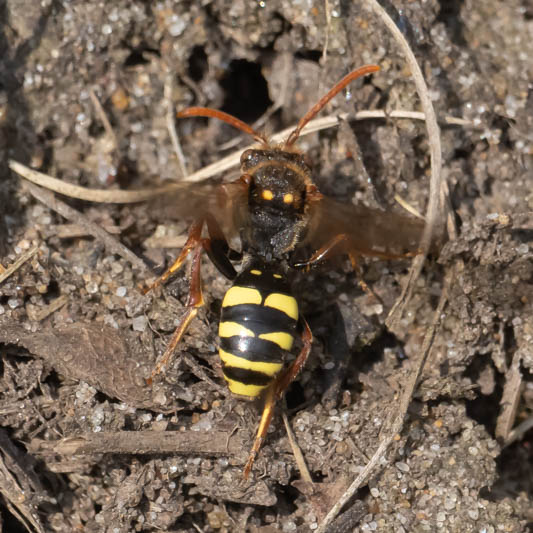 Nomada marshamella.jpg